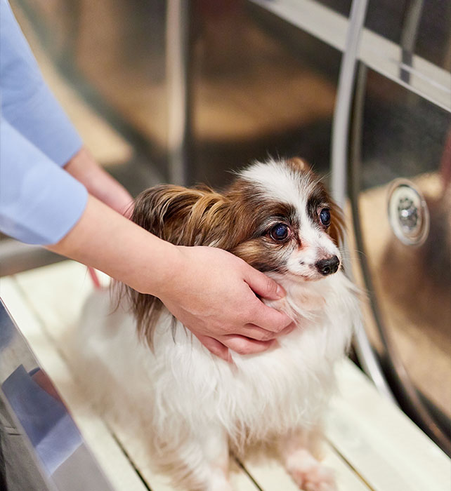 セルフ グルーミングルーム