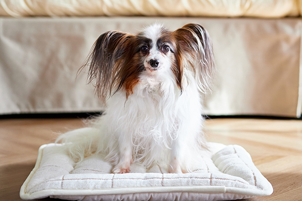 ワンちゃんベッド