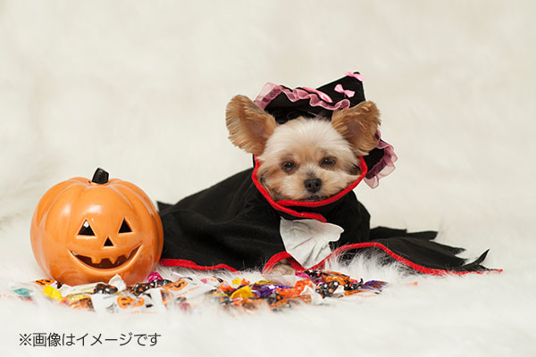 ♥ひろりん♥クレイフラワー♥ハロウィン♥ワンちゃんとネコちゃんの収穫祭 ワンちゃんと過ごす大洗のハロウィン！『Pawloween Party』のご