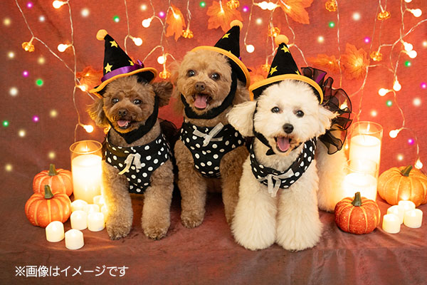 ♥ひろりん♥クレイフラワー♥ハロウィン♥ワンちゃんとネコちゃんの収穫祭 ワンちゃんと過ごす大洗のハロウィン！『Pawloween Party』のご