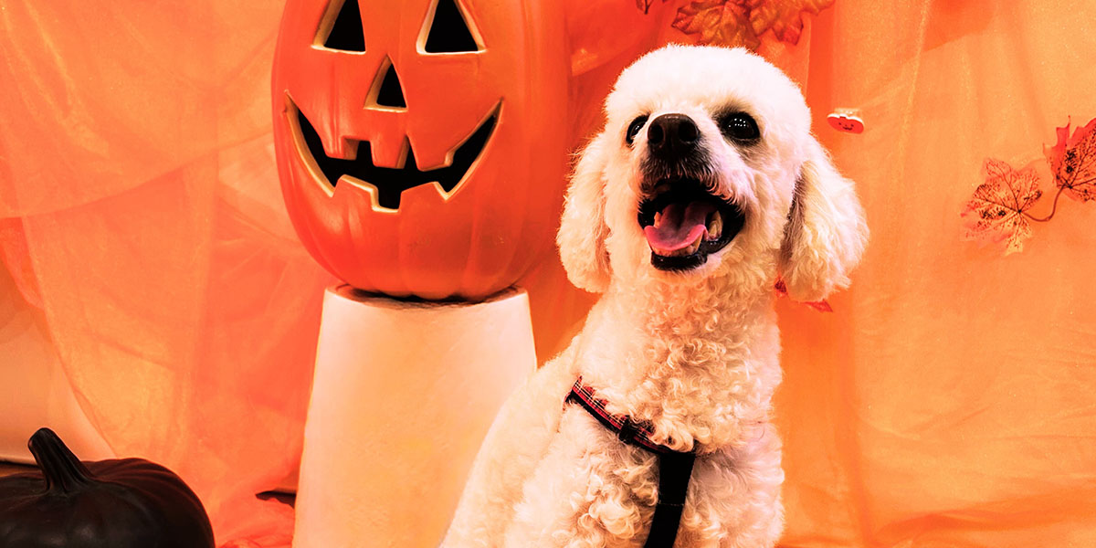 ワンちゃんと過ごす大洗のハロウィン！『Pawloween Party』のご紹介