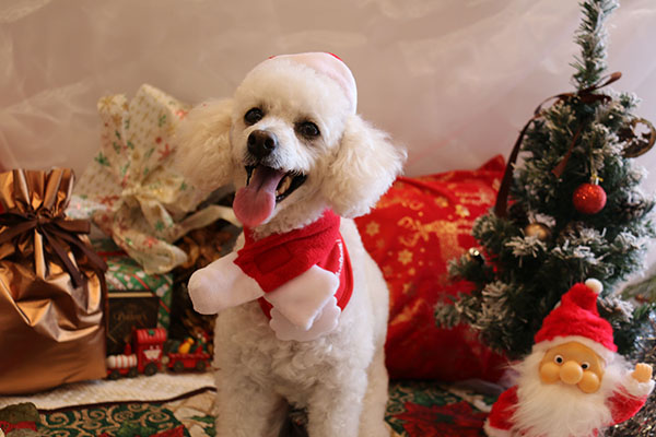 Dog's Xmas Story ｜大洗で叶える、愛犬との心温まるクリスマスステイ