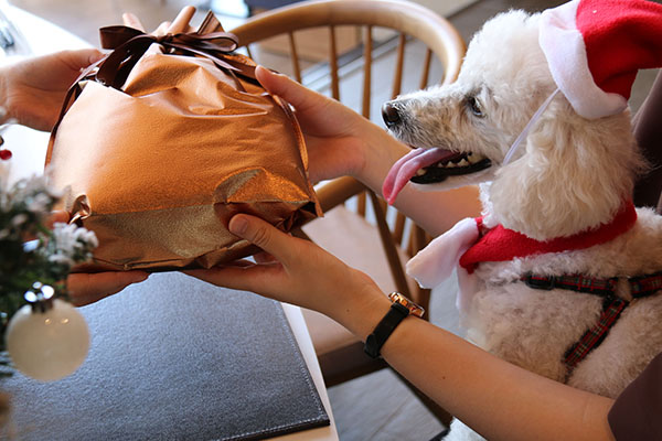 Dog's Xmas Story ｜大洗で叶える、愛犬との心温まるクリスマスステイ
