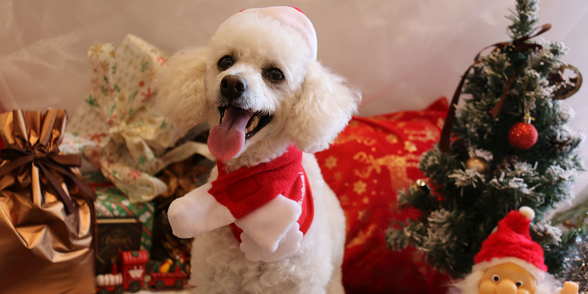 Dog's Xmas Story ｜大洗で叶える、愛犬との心温まるクリスマスステイ